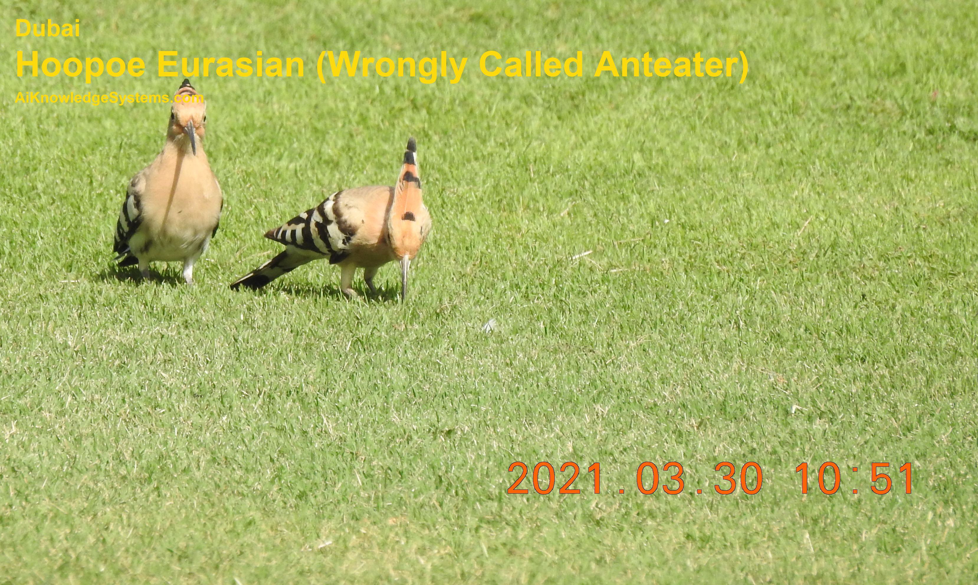 Hoopoe Eurasian (30) Coming Soon